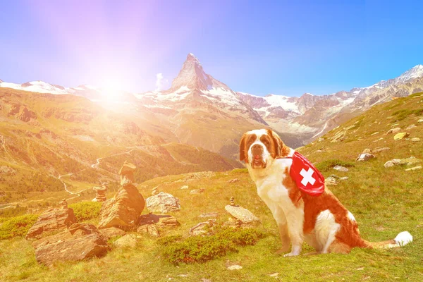 St. Bernard Dog in Switzerland sunset