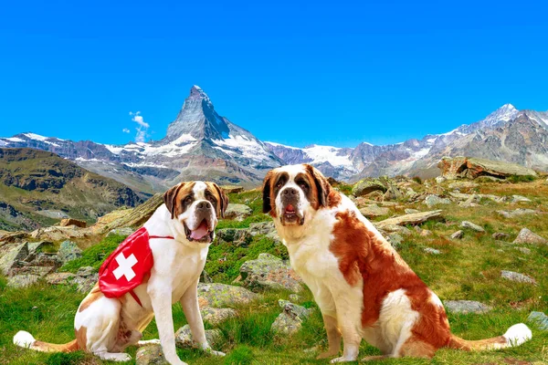 St. Bernard Dogs in Swiss — Stock Photo, Image
