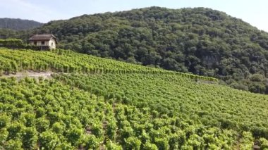 Teraslı üzüm bağları Vaud
