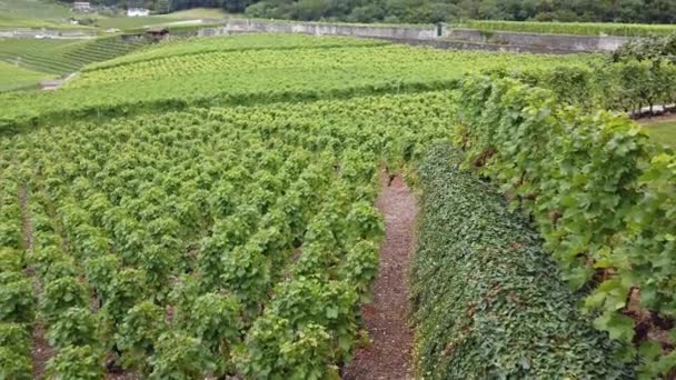 Vignobles en terrasses Suisse — Video