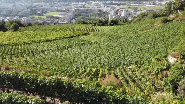 Sion Castle och terrasserade vingårdar — Stockvideo