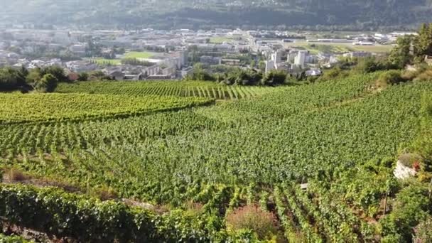 Terrasserade vingårdar Schweiz — Stockvideo