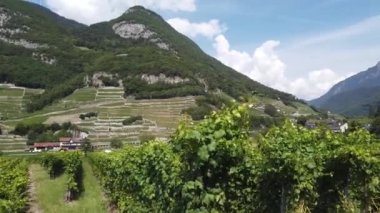 Aigle Kalesi üzüm bağları