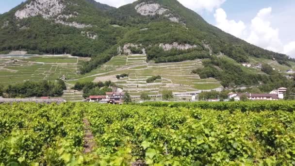 Vigneti terrazzati Vaud — Video Stock