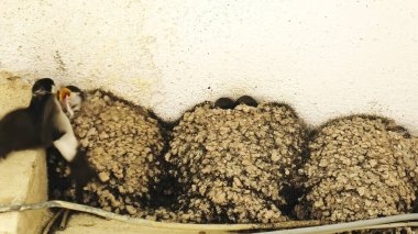 İtalya 'nın bir şehrinin çatısının altındaki yuvada yavrularını besleyen bir ana ambara yakın bir yerde. Avrupa, İtalya 'da Hirundo rustica türü.