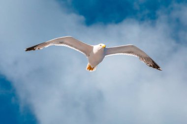 Denizde uçan martı. Elba Adası, İtalya. Ayakta duran bir Avrupa ringa martı, Larus Argentatus, deniz zemininde izole edilmiş büyük bir martı. Alt görünümü kapat.