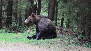 Transilvanya, Romanya 'daki Transilvanya' da Avrupa 'nın vahşi yaşam, huzurlu yaşam alanı ve engebeli Karpatya manzarasını gösteren Transfagarasan dağlarındaki bir orman yolunun yanındaki çimenli bir yamaçta dinlenen vahşi kahverengi ayı.