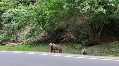 Karpatyalı kahverengi ayı anne ve yavrusu Romanya 'nın Transilvanya kentindeki Transfagarasan dağ yolunun kenarında, yemyeşil orman bitkileriyle çevrili olarak duruyorlar.