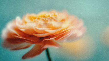 Yumuşak Bulanık Y2K Çiçek Vintage Geçmişi. Yumuşak odaklı renkli çiçekler ve yumuşak renkler sakin ve rüya gibi bir atmosfer yaratıyor.