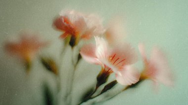 Şeftali, pembe ve sarı tonlarında canlı çiçekler yavaşça sallanıyor, yumuşak bir odak noktasında sessiz bir arkaplana yakalanıyor. Narin taç yaprakları sakinlik ve güzellik saçıyor..