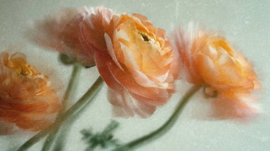 Soyut çiçek arkaplanı, sarı çiçekler ilkbahar, yaz mevsimi çiçek açan mahsuller