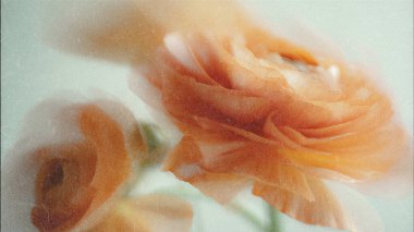 Soyut çiçek arkaplanı, sarı çiçekler ilkbahar, yaz mevsimi çiçek açan mahsuller