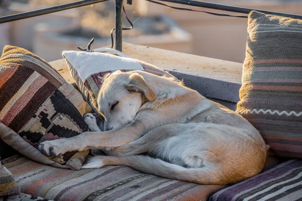 Streunender Hund Schläft Der Ecke Der Terrasse Mit Kissen — Stockfoto