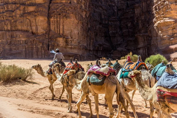 Husvagn Kameler Wadi Rum Jordanien Stockbild