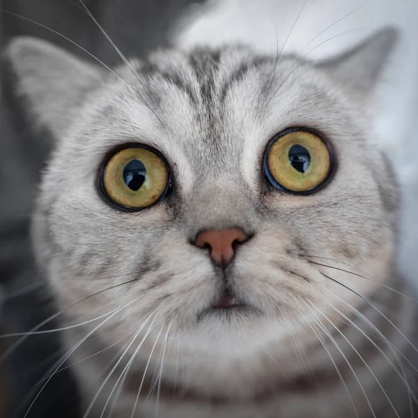 Surprised striped cat looks straight into camera, sniffs his nose. Portrait of a cats head close-up, fisheye