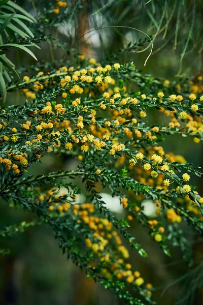 Moody flowers of acacia paradoxa, yellow little buds on dark gre