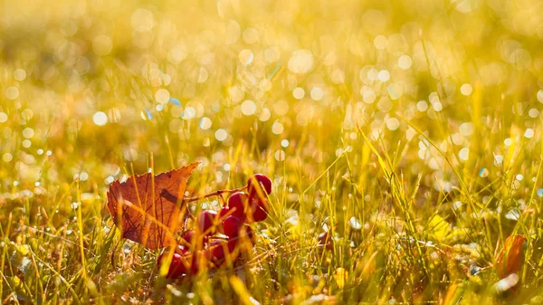 Autumn, fall banner with orange field grass, leaves and berries