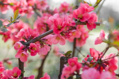 Close-Up ağaçta açan Pembe çiçek çiçekler