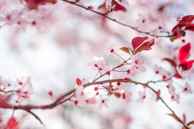 Kiraz çiçekleri çiçek açan bahar çiçekleri