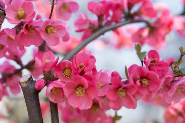 Close-Up ağaçta açan Pembe çiçek çiçekler