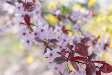 Kiraz çiçekleri çiçek açan bahar çiçekleri