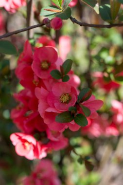 Close-Up ağaçta açan Pembe çiçek çiçekler