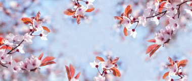 Çiçek açmış kiraz çiçekleri.