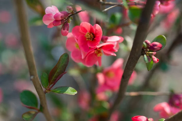 Close-up of pink blossom flowers blooming on tree — Stock Photo, Image