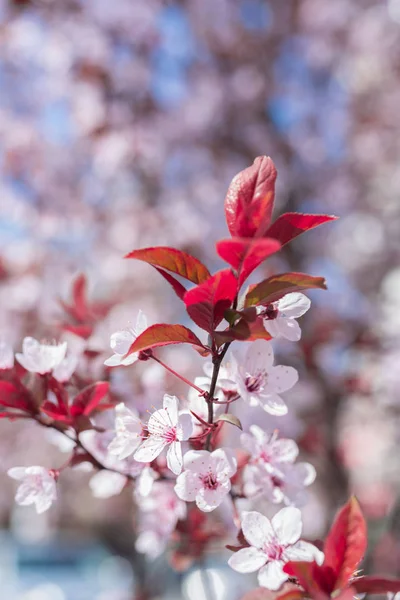 Fleurs printanières en fleurs Fleurs de cerisier Photos De Stock Libres De Droits