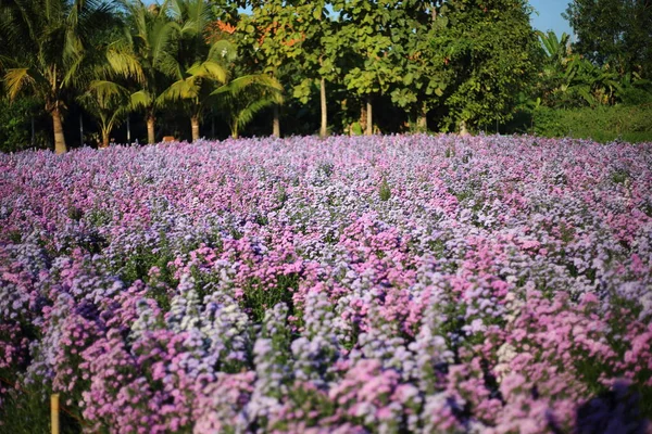 泰国清迈梅里姆花园的紫红花盛开 — 图库照片