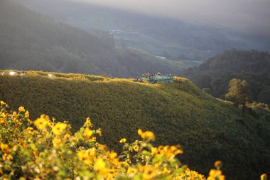 Doi Mae U Kho, Mae Hong Son, Tayland 'da sarı çiçekler (Tung Bua Tong) ve sarı ayçiçekleri ile dolu dağ manzarası
