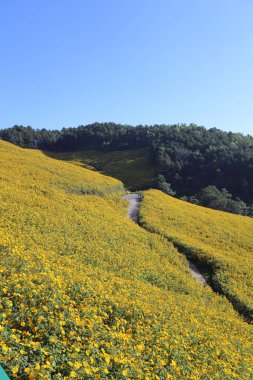 Doi Mae U Kho, Mae Hong Son, Tayland 'da sarı çiçekler (Tung Bua Tong) ve sarı ayçiçekleri ile dolu dağ manzarası