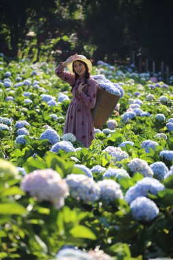 Chiang Mai, Tayland 'daki Kraliyet Projesi' nde ortanca çiçeği toplayan bir kadın.