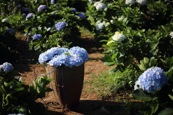 Корзина Hydrangea Royal Project Khun Pae Чиангмае Таиланд — стоковое фото