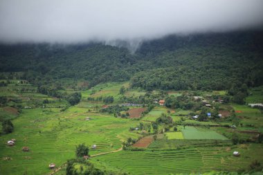 Chaing Mai, Tayland 'daki teras pirinç tarlaları