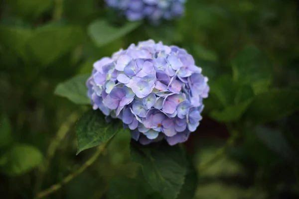 Chiang Mai, Tayland 'da ortanca çiçekleri
