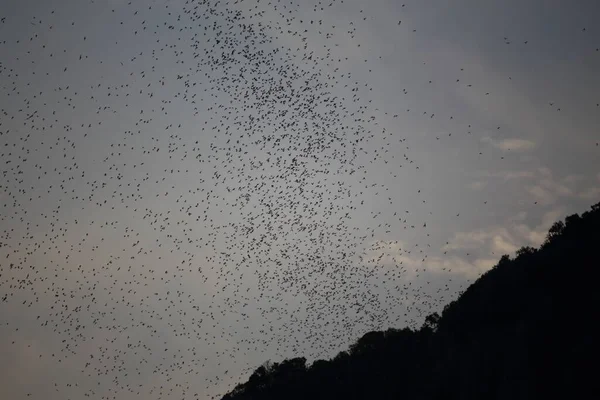 Grupo Murciélagos Están Volando Cabo Una Vida — Foto de Stock
