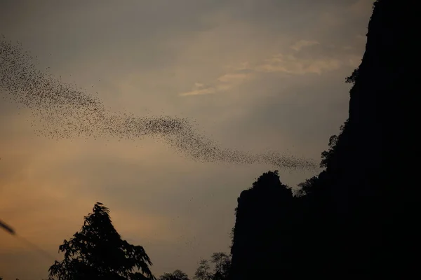 Grupo Murciélagos Están Volando Cabo Una Vida — Foto de Stock