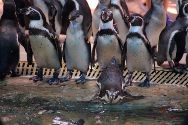 Penguenler Khao Kheow Açık Hayvanat Bahçesi, Chon Buri, Tayland