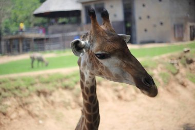 Khao Kheow Açık Hayvanat Bahçesi 'ndeki zürafa, Chon Buri, Tayland