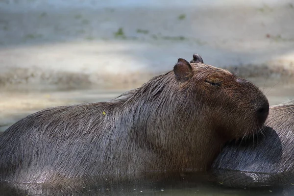 Kapibara Khao Kheow Open Zoo Chon Buri Thailand — Stockfoto