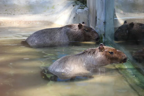 Kapibara Khao Kheow Open Zoo Chon Buri Thailand — Stockfoto