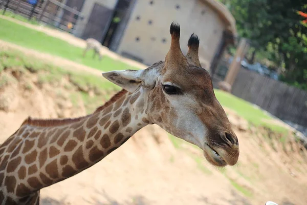 Giraffa Allo Zoo Khao Kheow Open Chon Buri Thailandia — Foto Stock