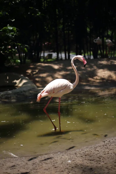 Flamant Rose Zoo Ouvert Khao Kheow Chon Buri Thaïlande — Photo