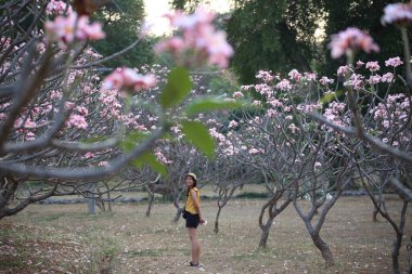 Plumeria bahçesindeki kadınlar