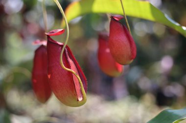 Rayong, Tayland 'da bir fabrika..