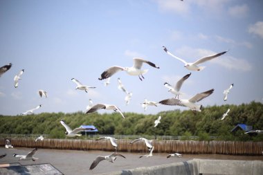 Bang Pu, Tayland 'da martı.