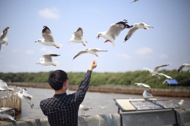 Bang Pu, Tayland 'da martıyı besleyen adam.