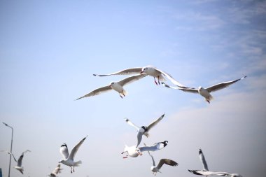 Bang Pu, Tayland 'da martı.