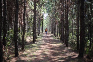 Phu Kradueng Ulusal Parkı, Loei, Tayland 'da çam ormanlarında yürüyen bir kadın.
